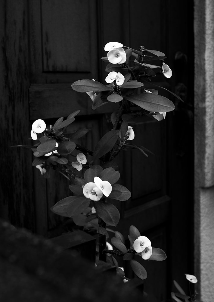 Image 101