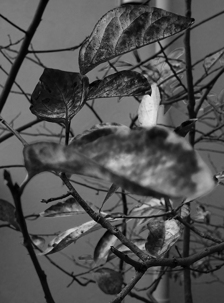Image 101