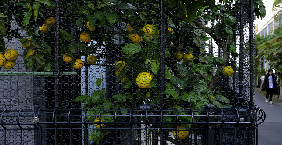 Image 34
